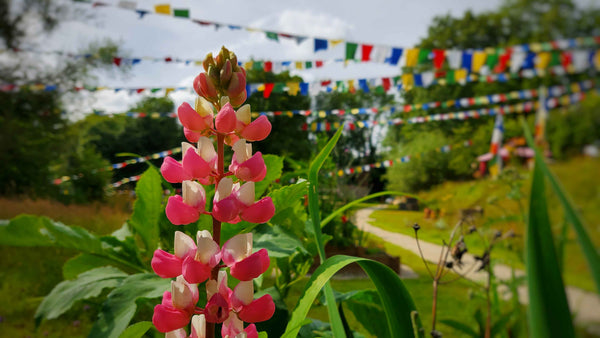 Fleur rose et blanche devant drapeaux de prière bouddhistes colorés dans un jardin paisible