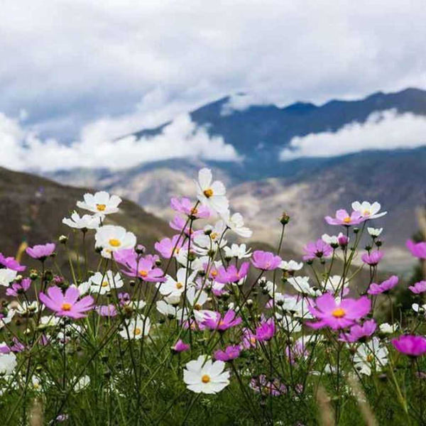 Fleurs sauvages roses et blanches en montagne, paysage tibétain apaisant pour la méditation