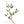 Plante médicinale tibétaine avec feuilles vertes et fleur blanche, illustration botanique traditionnelle