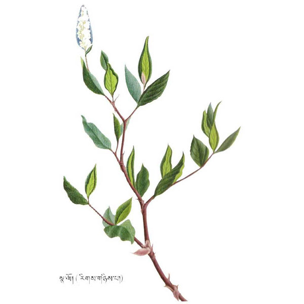 Plante médicinale tibétaine avec feuilles vertes et fleur blanche, illustration botanique traditionnelle