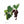 Raisins rouges et feuilles de vigne, illustration botanique avec script tibétain
