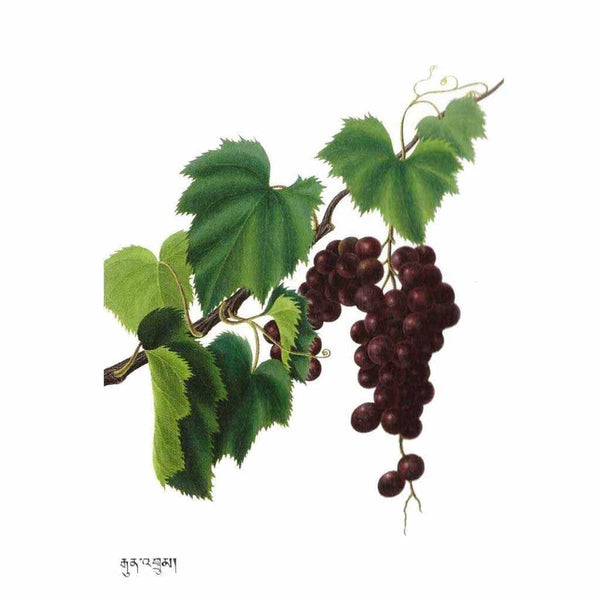 Raisins rouges et feuilles de vigne, illustration botanique avec script tibétain