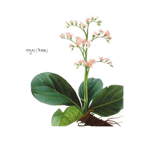 Plante médicinale tibétaine avec fleurs roses et feuilles vertes, illustration botanique traditionnelle