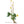 Plante médicinale tibétaine avec fleurs jaunes et feuilles vertes, racines visibles, illustration botanique