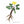 Plante médicinale tibétaine avec fleur jaune et racines, symbole de la médecine traditionnelle himalayenne
