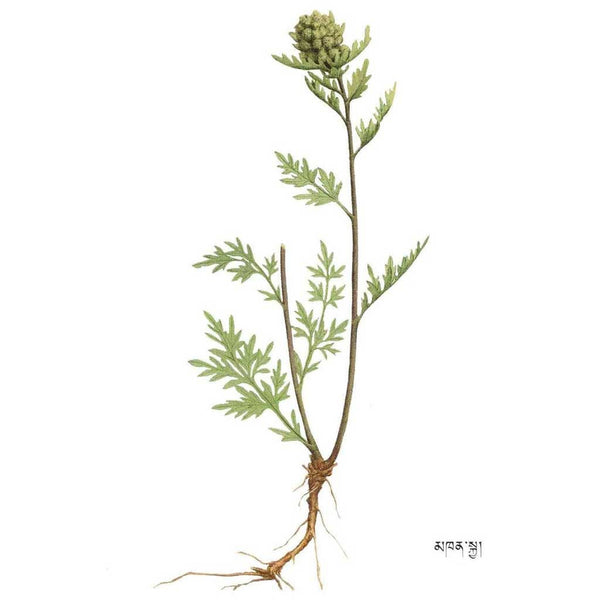 Plante médicinale tibétaine avec racines et feuilles détaillées, symbole de la médecine traditionnelle himalayenne