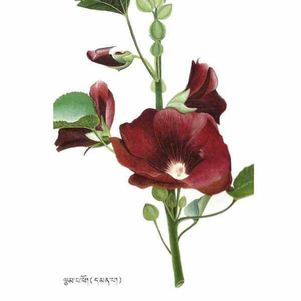 Fleur de lotus rouge tibétain avec feuilles vertes et script tibétain, symbole de la philosophie bouddhiste