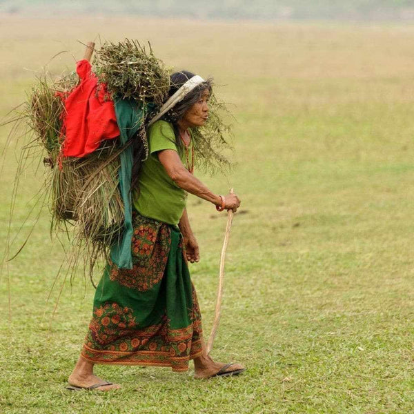 Femme tibétaine portant foin et vêtements traditionnels dans champ vert, culture himalayenne