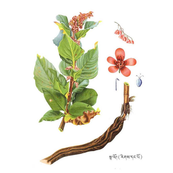 Illustration botanique de plante tibétaine avec feuilles, fleurs et racine pour médecine traditionnelle