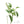 Feuilles de Cinnamomum camphora, plante de la médecine tibétaine traditionnelle