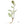 Plante médicinale tibétaine avec racines et feuilles détaillées, symbole de la médecine traditionnelle himalayenne