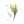 Plante médicinale tibétaine avec fleurs jaunes et feuilles fines, illustration botanique traditionnelle