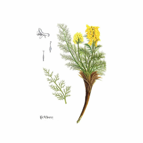 Plante médicinale tibétaine avec fleurs jaunes et feuilles fines, illustration botanique traditionnelle