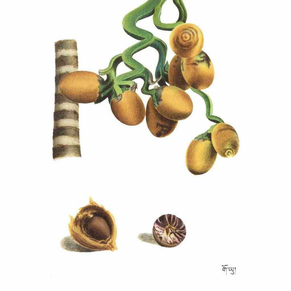 Fruits de palmier et noix de coco tibétains pour la médecine traditionnelle et la philosophie bouddhiste