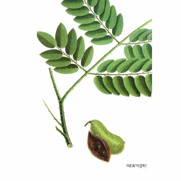 Feuilles et gousses de plante tibétaine pour médecine naturelle et philosophie bouddhiste