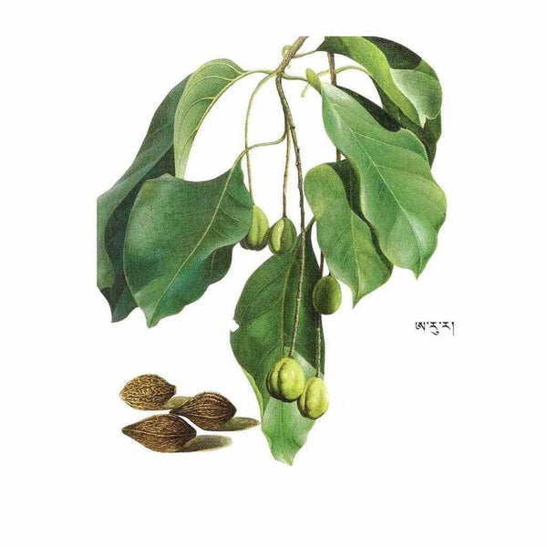 Feuilles et graines de plante médicinale tibétaine pour la médecine traditionnelle