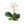 Plante médicinale tibétaine avec fleurs roses et feuilles vertes, racines visibles, écriture tibétaine