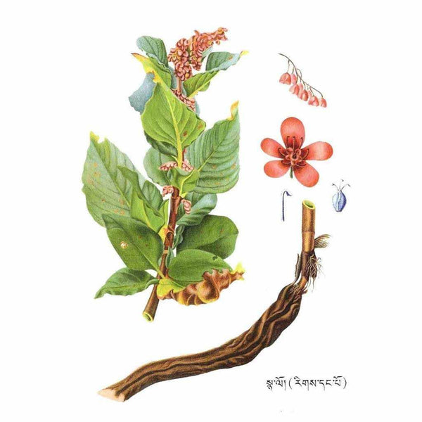 Plante médicinale tibétaine avec fleurs, feuilles et racine, illustrée pour la médecine traditionnelle