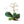 Plante médicinale tibétaine avec fleurs roses et feuilles vertes, racines visibles, nom en tibétain