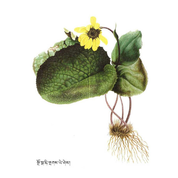 Fleur jaune tibétaine avec feuilles et racines, illustration botanique de la médecine traditionnelle
