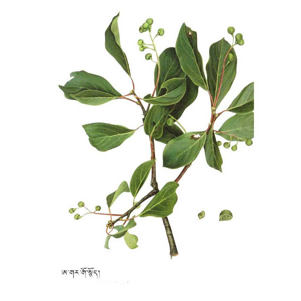 Plante médicinale tibétaine avec feuilles vertes et baies, illustrée pour la médecine traditionnelle