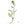 Plante médicinale tibétaine avec racines et feuilles détaillées, symbole de la médecine traditionnelle himalayenne