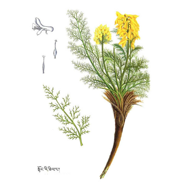 Plante médicinale tibétaine avec fleurs jaunes et feuilles fines, illustration botanique traditionnelle