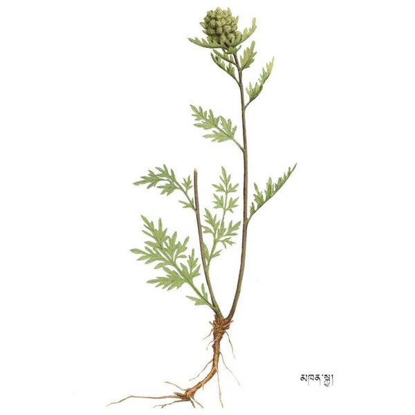 Plante médicinale tibétaine avec racines et feuilles détaillées, symbole de la médecine traditionnelle himalayenne