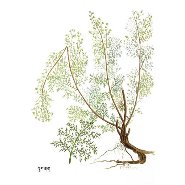 Plante médicinale tibétaine avec racines et feuilles détaillées, illustration botanique traditionnelle