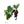 Raisins rouges Vitis vinifera Linn avec feuilles vertes, illustration botanique détaillée