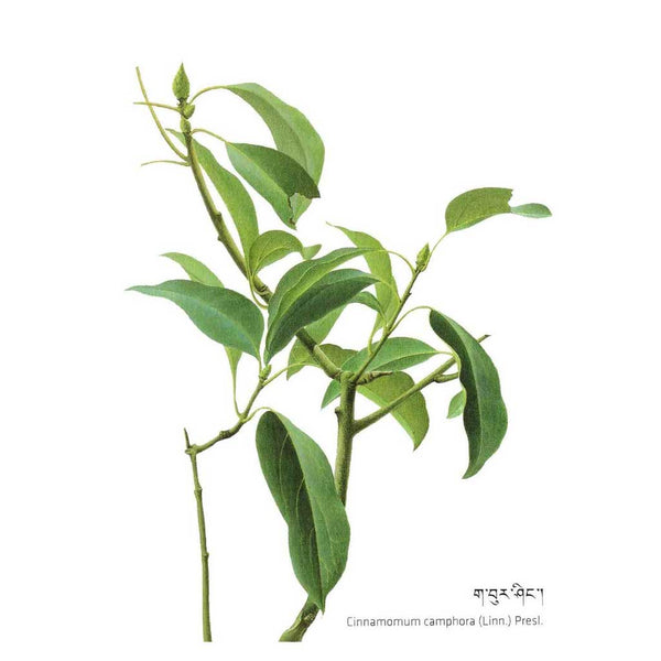 Feuilles de Cinnamomum camphora, plante de la médecine tibétaine traditionnelle