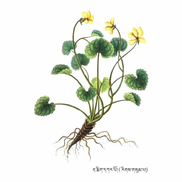 Plante médicinale tibétaine avec fleurs jaunes et racines, illustrée en style botanique traditionnel