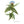 Plante médicinale tibétaine avec fleur bleue et feuilles épineuses, symbole de la médecine traditionnelle