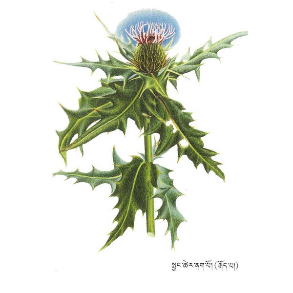 Plante médicinale tibétaine avec fleur bleue et feuilles épineuses, symbole de la médecine traditionnelle