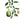 Fruit vert de médecine tibétaine avec feuilles et coupe, symbole de la tradition bouddhiste
