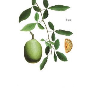 Fruit vert de médecine tibétaine avec feuilles et coupe, symbole de la tradition bouddhiste