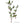 Plante médicinale tibétaine avec baies rouges et feuilles vertes, symbole de la médecine traditionnelle himalayenne