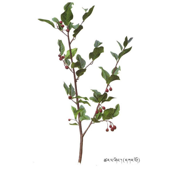 Plante médicinale tibétaine avec baies rouges et feuilles vertes, symbole de la médecine traditionnelle himalayenne