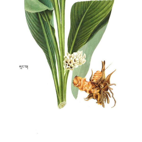 Plante médicinale tibétaine avec feuilles vertes, fleur blanche et racine, symbole de la médecine traditionnelle himalayenne