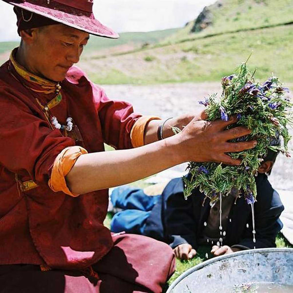 Moine tibétain préparant des herbes médicinales pour la médecine tibétaine traditionnelle en plein air