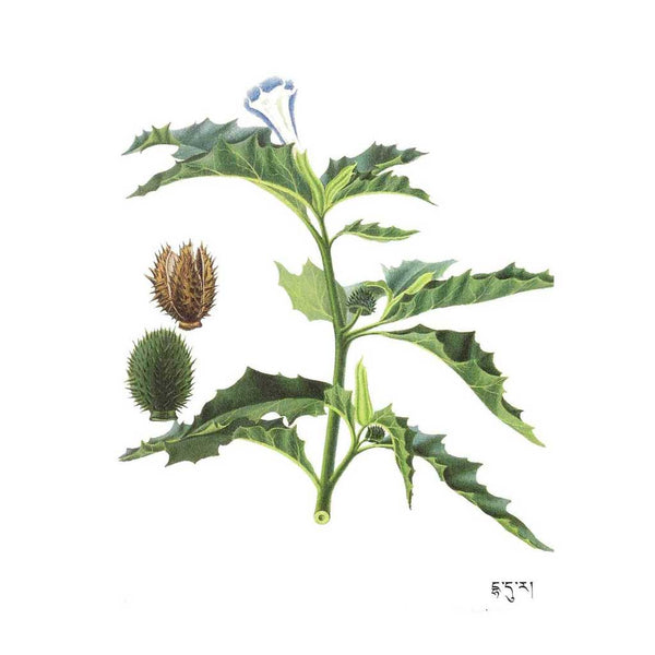 Plante médicinale tibétaine avec fleur bleue et fruits épineux, illustration botanique traditionnelle