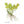 Plante médicinale tibétaine avec fleurs jaunes et racines, symbole de la médecine traditionnelle himalayenne