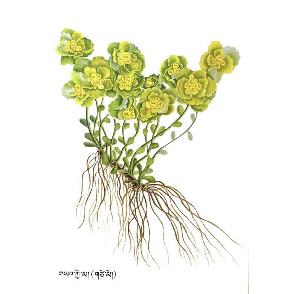 Plante médicinale tibétaine avec fleurs jaunes et racines, symbole de la médecine traditionnelle himalayenne