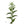 Plante médicinale tibétaine aux feuilles dentelées, symbole de la médecine traditionnelle himalayenne