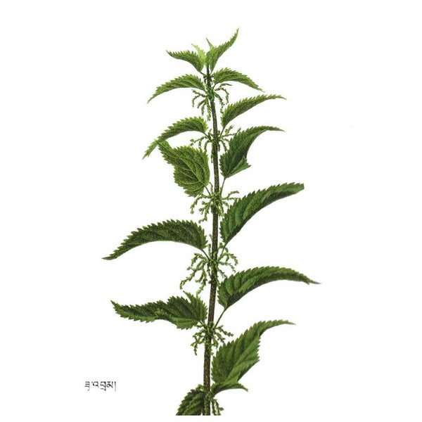 Plante médicinale tibétaine aux feuilles dentelées, symbole de la médecine traditionnelle himalayenne