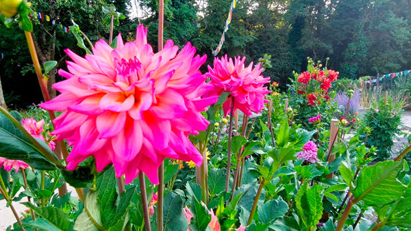 Dahlias roses éclatants dans un jardin apaisant avec drapeaux tibétains, symboles de paix et méditation