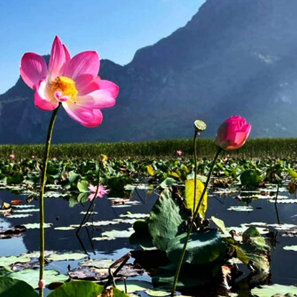 Fleur de lotus rose en pleine floraison au bord d'un étang, montagnes en arrière-plan, symbole de la philosophie bouddhiste