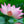Fleur de lotus rose avec gouttes d'eau, symbole de la philosophie bouddhiste et de la méditation