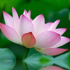 Fleur de lotus rose avec gouttes d'eau, symbole de la philosophie bouddhiste et de la méditation