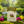 Supplément revitalisant Men Tsee Khang, produit naturel de médecine tibétaine, entouré de fleurs en forêt